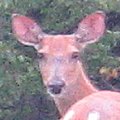 deer_doe120