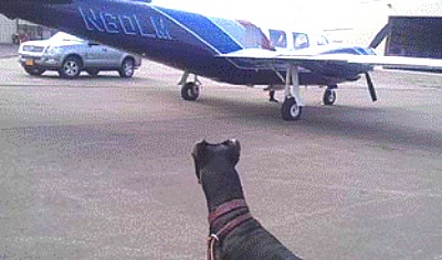 Gerda looking back at the plane. Photo at top: Jim Bouderau, Phyllis Browning, and Gerda spca_gerda