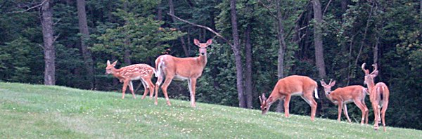 Village of Lansing Deer Manaqgement Program