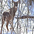 deer inwoods120