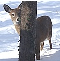 Village of Lansing Deer Population Reduction Program