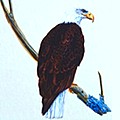 eagle