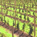 wine vineyard120