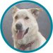 Pet of the Week