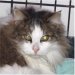 Pet of the Week Pet of the Week