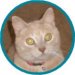 Pet of the Week