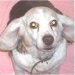 Pet of the Week