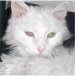 Pet of the Week