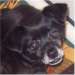 Pet of the Week