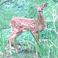 deer_fawn120