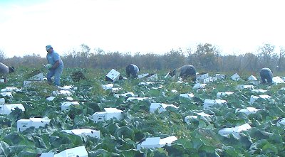 Turek Farms employs about 150 seasonal workers turek_workers