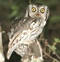 Photo by Marshall Iliff clo_owl