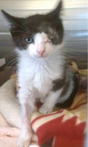Aslan, prior to adoption spca_aslan