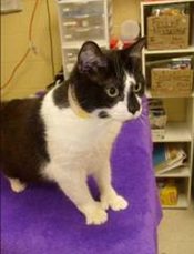 Felicia, one of the cats abandoned in our parking lot spca_felicia