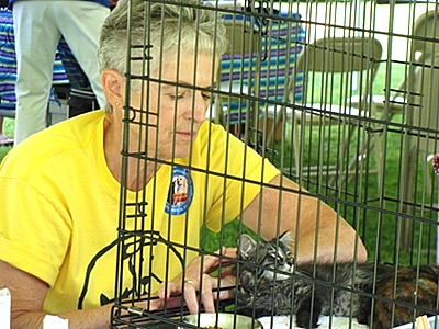 lhf2013_cats