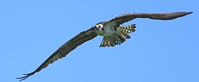 The father osprey. Photo by Candace Cornell ospreycc__fatherflying