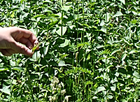 Black Swallow Wort has infested the area pip_blackswallowwort