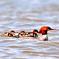 thomson_ducks