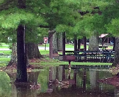 These ducks thought the flooding in the park yesterday was A-OK (photo by Karen Veaner) flood_ducks