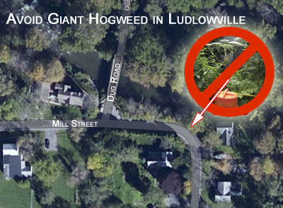 Avoid Giant Hogweed if you see it, but report it so it can be safely removed hogweed_map