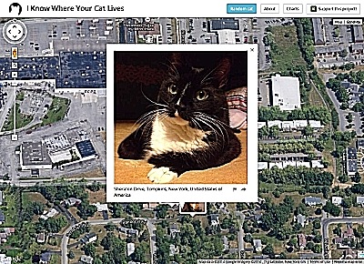This cat lives on Cinema Drive near the Triphammer Marketplace in the Village of Lansing. Click to view the site. iknowwhereyourcatlives400