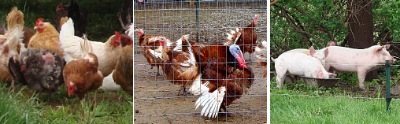 Just a Few Acres Farm sells whole pastured broiler chickens, eggs, pork, shelled black walnuts, pastured broad breasted white turkeys, bourbon red turkey eggs, poults, and meat directly to local customers larson_animals