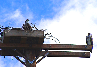 An osprey family that has moved into a nesting platform erected last summer is one of the big draws for visitors to Salt Point saltpointosprey400
