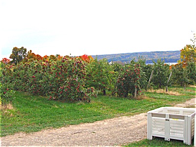 The Lansing farm benefits from warmer temperatures along Cayuga Lake in the same way that local grape orchards do Cornell Orchards in Lansing