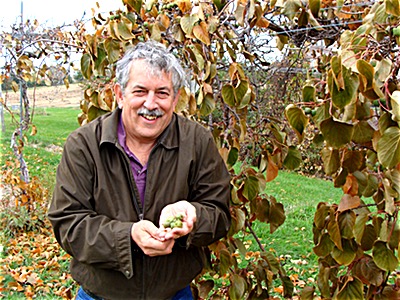 Cornell Horticulture Professor Marvin Pritts plucking kiwi fruit off a vine at Cornell Orchards Dr. Marvin Pritts