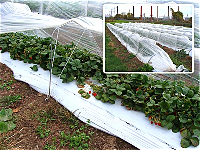 Experimental tunnels greatly extend the strawberrie season Strawberries