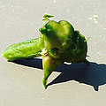 invasivewaterchestnut 120