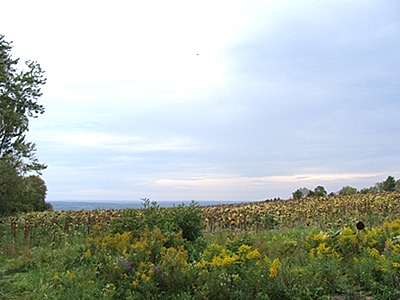 This is a view of the Novalane property looking west from the end of Waterwagon Road. neighbors would like to see a connecting road at this location that would create a four-way intersection with East Shore Drive (Route 34), perhaps with a traffic light. Novalane
