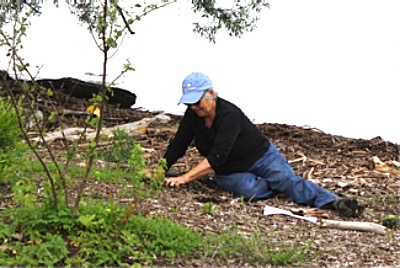 Lansing Town Supervisor Kathy Miller weeding the shrub bed. Salt Point