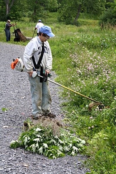 Deb Trumball attacking the ‘Mugwort’. Bill Miller and Bill Wilson in the background mulching benches. Salt Point