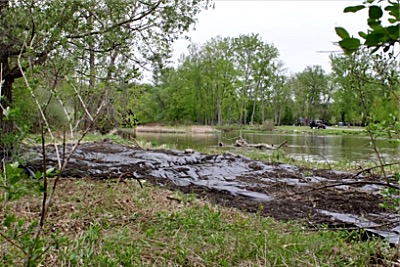Landscape fabric covering Knotweed along Salmon Creek Salt Point