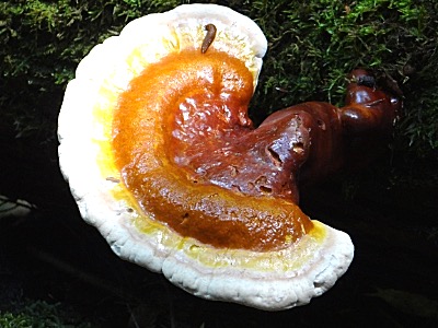 suzana mushroom1