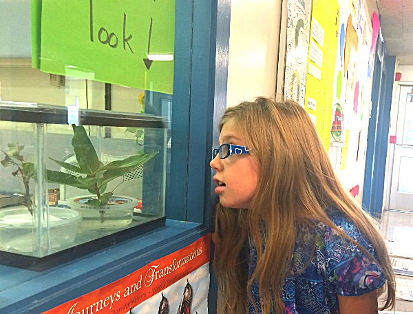 One terrarium was kept in the school office so all students, teachers and staff could watch a monarch butterfly develop from egg to butterfly before being released into the wild for a nearly 3,000 mile journey to Mexico. Monarch Butterflies