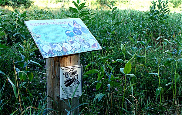 The Friend of Salt Point have transformed the nature park, adding informational signs, bird houses, and an informational kiosk, forging walking trails, and keeping the park clean, among many other things. Salt Point
