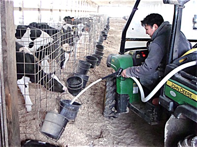 At first calves are fed milk. They are switched to silage when they are old enough. Calves