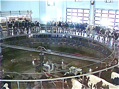 This 61-foot diameter milking carousel is unique in Tomplkins County. It is capable of 2,200 cows three times per day at full capacity. Walnut Ridge Dairy currently milks 1230 cows per day, so there is plenty of room for the herd to grow. Milking Carousel