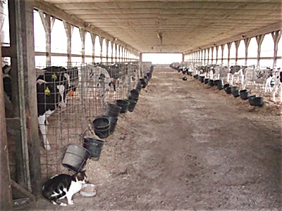 The barn cats are no fools. They are ready and waiting when it's time for the calves to be given their milk. Cat