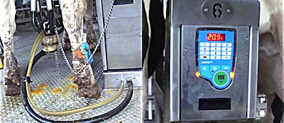 A Fitbit for cows? A blue device banded around the cow's hind leg collects and transmits data that identifies the cow and records its activity and location. This data can be accessed in real time, including the volume of milk as it flows through the milking machine. Cow Meter