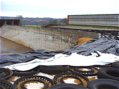 Large bays store silage made from crops grown on the farm. This bay is nearly empty after the Winter, but adjoining bays are full. Silage