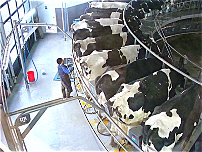 A worker attaches teat cups to cows as the turntable revolves to his station. Milking Carousel