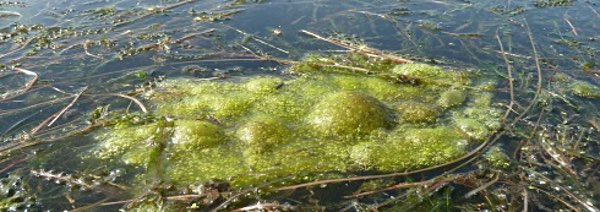 Blue-green Algae HABs (Harmful Algal Blooms)