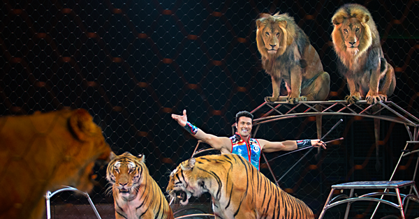 Alexander Lacey- Big Cat Trainer Photo Copyright ©2014, Feld Entertainment, Inc. All Rights Reserved. Used with Permission from Feld Entertainment Editorial