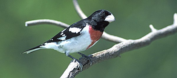 Rose-breasted Grosbeaks breed in eastern forests. During migration, Rose-breasted Grosbeaks frequent fruiting trees to help fuel their flights to Central and South America. Photo: David Brezinski cornell Rose breasted Grosbeak