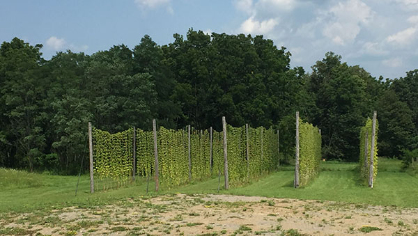 monroe Americana hops