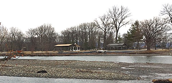The wild boar was found on an island of silt and gravel just off the Salt Point shore. Myers Park can be seen across the creek. Dead Boar in Salmon Creek