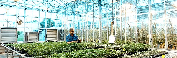 Professor Larry Smart, associate director at Cornell AgriTech, examines hemp in a greenhouse. Photo by Justin Muir cornell agritech JM4 1933